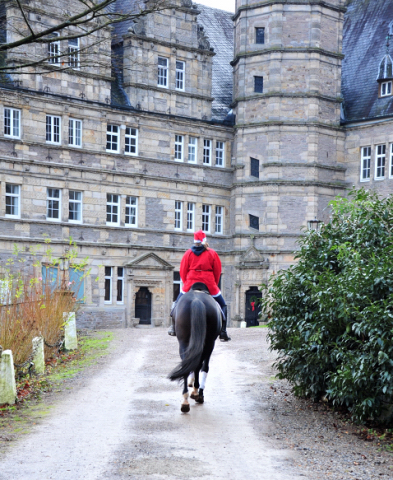 Saint Cyr v. Kostolany - Nikolaus 2020 - Foto: Beate Langels - 
Trakehner Gestt Hmelschenburg