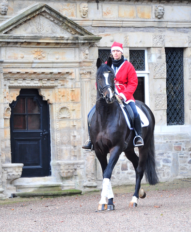 Saint Cyr v. Kostolany - Nikolaus 2020 - Foto: Beate Langels - 
Trakehner Gestt Hmelschenburg