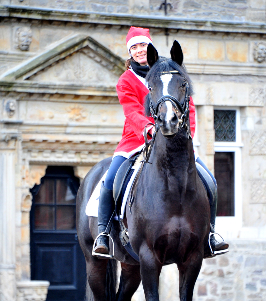 Saint Cyr v. Kostolany - Nikolaus 2020 - Foto: Beate Langels - 
Trakehner Gestt Hmelschenburg