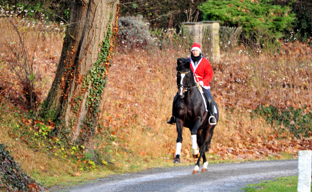 Saint Cyr v. Kostolany - Nikolaus 2020 - Foto: Beate Langels - 
Trakehner Gestt Hmelschenburg