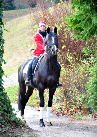 Saint Cyr v. Kostolany - Nikolaus 2020 - Foto: Beate Langels - 
Trakehner Gestt Hmelschenburg