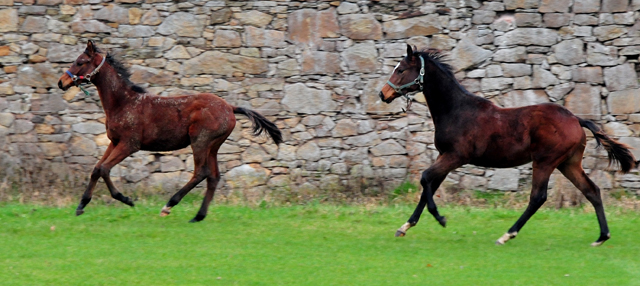 6. Dezember 2020 - Foto: Beate Langels - 
Trakehner Gestt Hmelschenburg