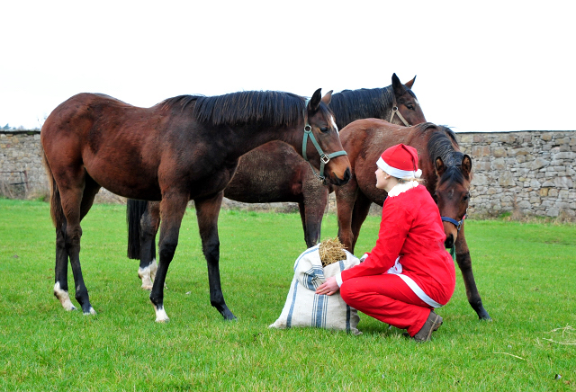 Weihnachtszeit - auf der Feldweide des Gestt Hmelschenburg - Foto: Beate Langels - 
