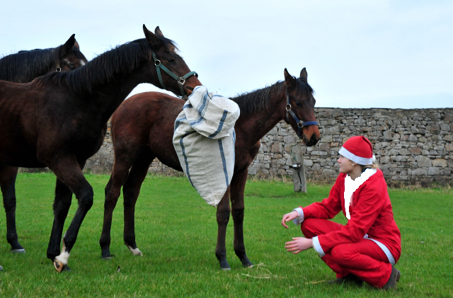 Weihnachtszeit - auf der Feldweide des Gestt Hmelschenburg - Foto: Beate Langels - 
