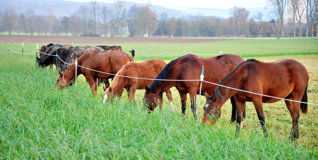 5. Dezember 2020 - Foto: Beate Langels - 
Trakehner Gestt Hmelschenburg