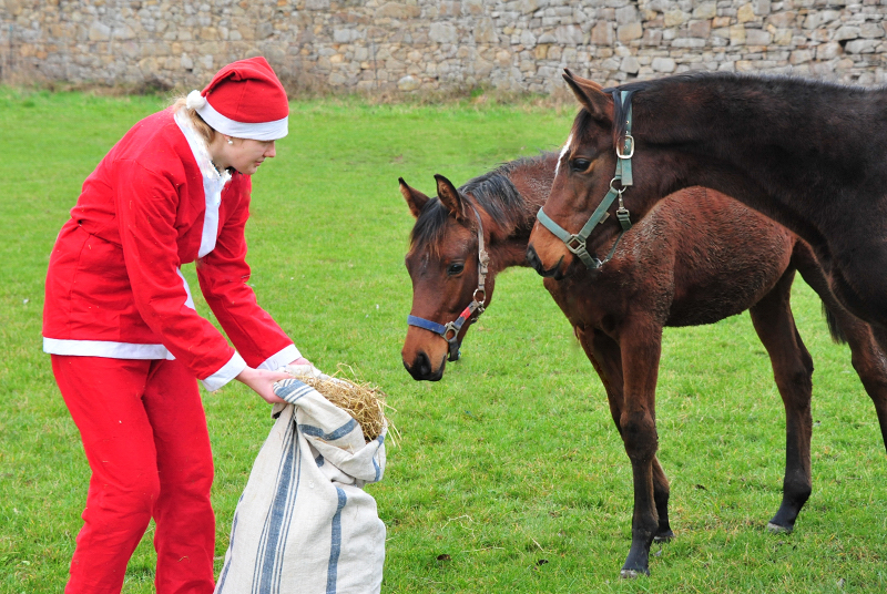 Weihnachtszeit - auf der Feldweide des Gestt Hmelschenburg - Foto: Beate Langels - 
