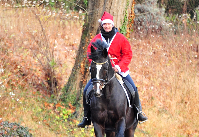 Saint Cyr v. Kostolany - Nikolaus 2020 - Foto: Beate Langels - 
Trakehner Gestt Hmelschenburg