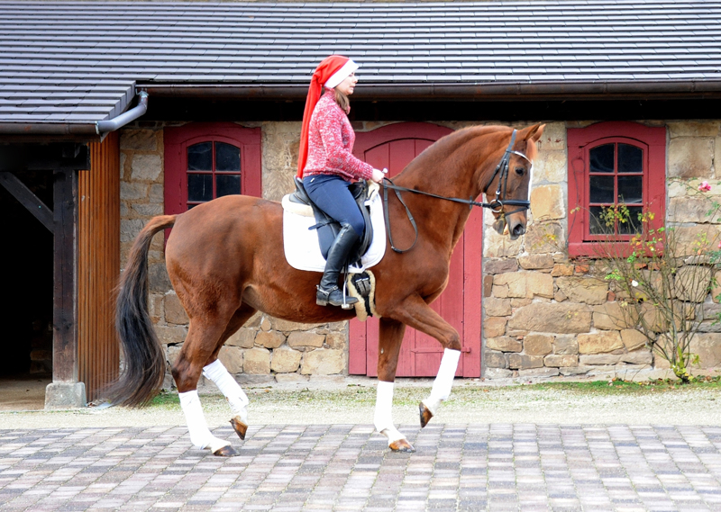 Pr.u.StPrSt. Kavalou und Pia - im Dezember 2021 in Hmelschenburg  - Foto: Beate Langels - Trakehner Gestt Hmelschenburg