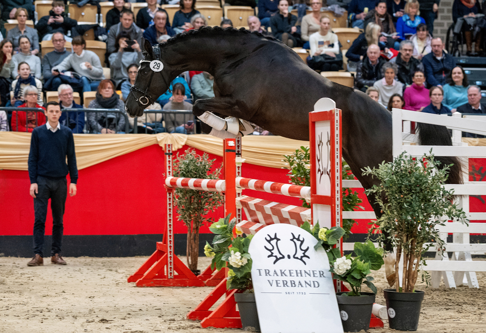 Prmienhengst Sutherland v. Saint Cyr x Touch my Heart - Foto Bauernschmitt - Trakehner Gestt Hmelschenburg