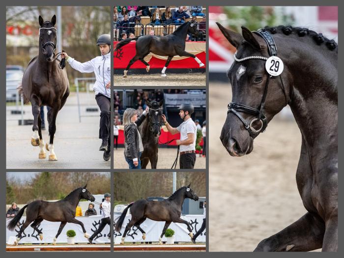 Prmienhengst Sutherland v. Saint Cyr x Touch my Heart - Foto Bauernschmitt - Trakehner Gestt Hmelschenburg