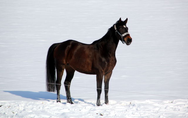 Sputnik von Meraldik u.d. Schwalbenflair von Exclusiv - Foto: Beate Langels