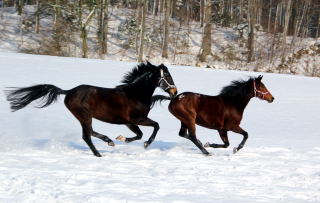 Sputnik von Meraldik u.d. Schwalbenflair von Exclusiv - Foto: Beate Langels