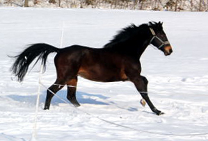 Sputnik von Meraldik u.d. Schwalbenflair von Exclusiv - Foto: Beate Langels