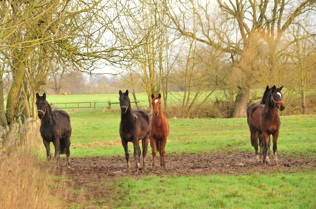 Trakehner Gestt Hmelschenburg 2018 - Foto: Beate Langels