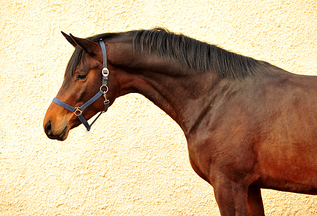 Mount Saint-Cyr - Hengst von Saint Cyr x Summertime - Trakehner Gestt Hmelschenburg 2018 - Foto: Beate Langels