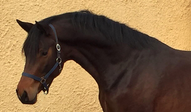 Hengstfohlen von High Motion x Hofrat - Trakehner Gestt Hmelschenburg 2018 - Foto: Barbara Jrn