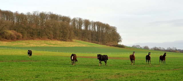 Trakehner Gestt Hmelschenburg 2018 - Foto: Beate Langels