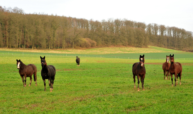 Trakehner Gestt Hmelschenburg 2018 - Foto: Beate Langels