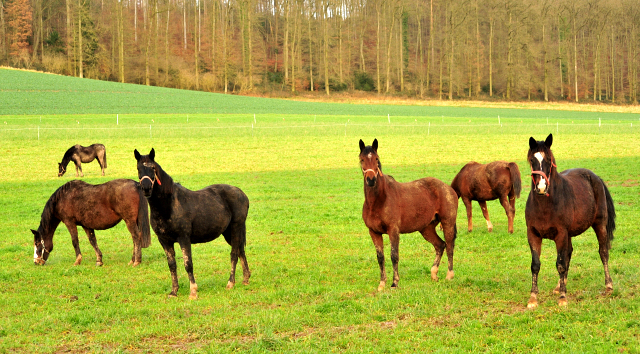 Trakehner Gestt Hmelschenburg 2018 - Foto: Beate Langels