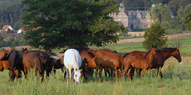 H�melschenburger Stutenherde