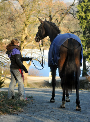 Trakehner Hengst Grand Corazn von Symont u.d. Prmien- u. Staatsprmienstute Guendalina v. Red Patrick xx - Foto: Beate Langels, Trakehner Gestt Hmelschenburg