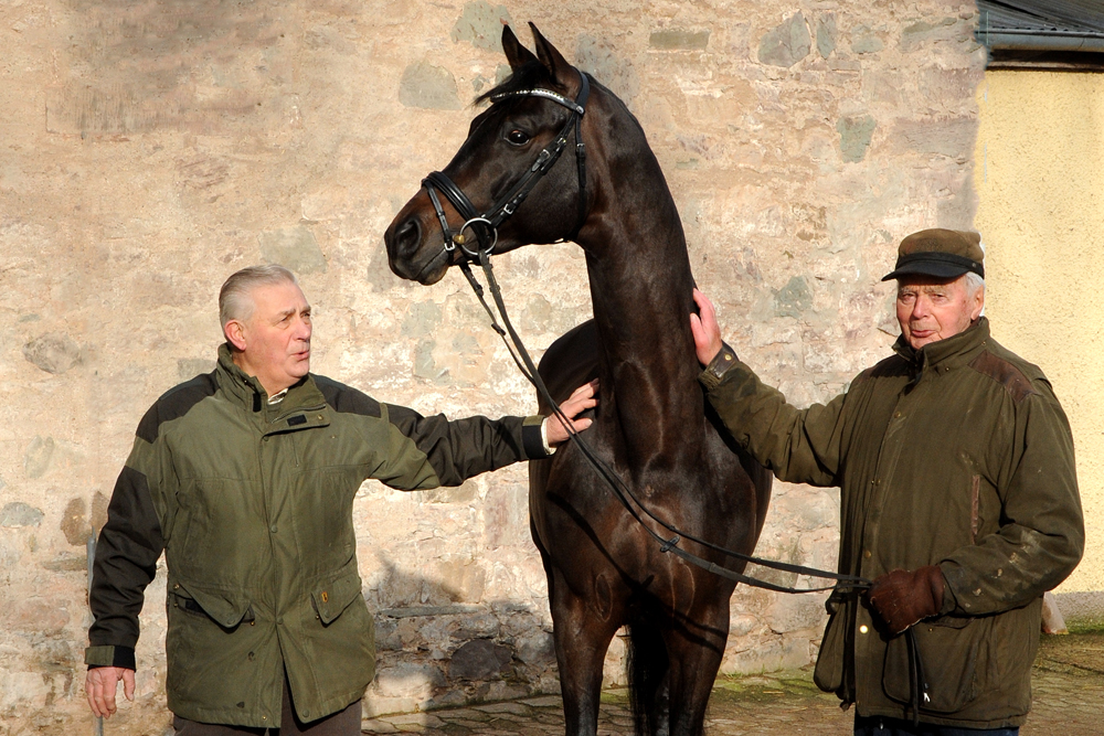 Trakehner Hengst Preuen Party v. Ivanhoe x Connery - Foto Beate Langels - Gestt Hmelschenburg