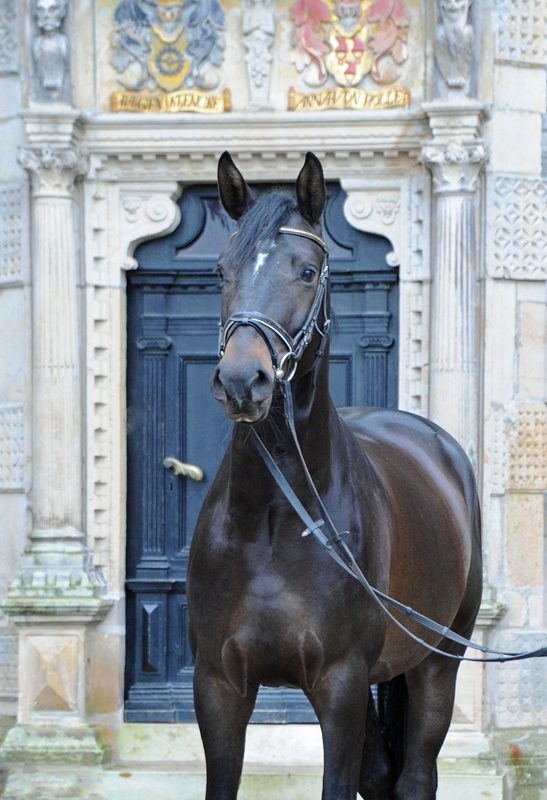 Sycardo - Trakehner Gelding by Saint Cyr u.d. Pr.St. Schwalbenland by Touch my Heart - Foto: Beate Langels