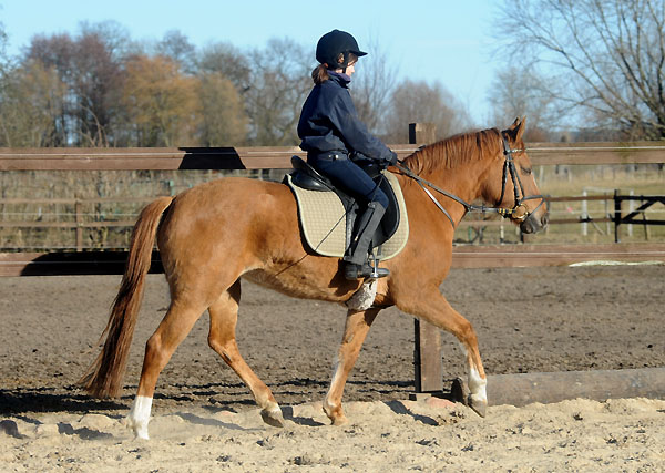 Donna Cara und Thyra - am 6. Mrz 2011 - Foto: Beate Langels - Trakehner Gestt Hmelschenburg