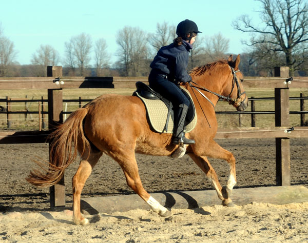 Donna Cara und Thyra - am 6. Mrz 2011 - Foto: Beate Langels - Trakehner Gestt Hmelschenburg