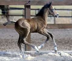 Colt by Saint Cyr out of Teatime by Summertime