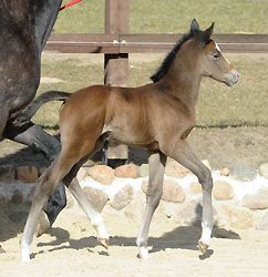 8 Tage alt: Trakehner Hengstfohlen von Saint Cyr u.d. Teatime v. Summertime, Foto: Beate Langels - Trakehner Gestt Hmelschenburg