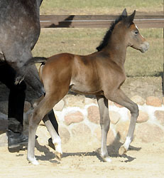 Trakehner Colt by Saint Cyr out of Teatime by Summertime, Foto: Beate Langels - Trakehner Gestt Hmelschenburg