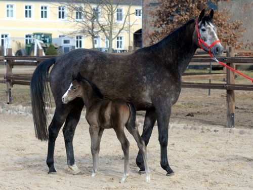 Trakehner Colt by Saint Cyr out of Teatime by Summertime, Foto: Beate Langels - Trakehner Gestt Hmelschenburg