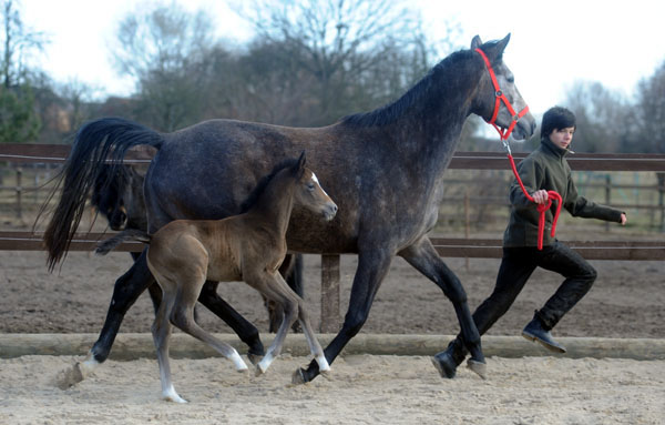 8 Tage altes Hengstfohlen von Saint Cyr u.d. Teatime v. Summertime - am 6. Mrz 2011 - Foto: Beate Langels - Trakehner Gestt Hmelschenburg