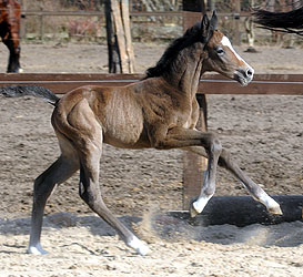 8 Tage alt: Trakehner Hengstfohlen von Saint Cyr u.d. Teatime v. Summertime, Foto: Beate Langels - Trakehner Gestt Hmelschenburg