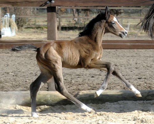 Trakehner Colt by Saint Cyr out of Teatime by Summertime, Foto: Beate Langels - Trakehner Gestt Hmelschenburg