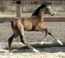 Teatime's Sohn von Saint Cyr ist geboren - Foto: Langels