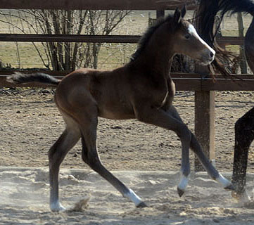 8 Tage alt: Trakehner Hengstfohlen von Saint Cyr u.d. Teatime v. Summertime, Foto: Beate Langels - Trakehner Gestt Hmelschenburg