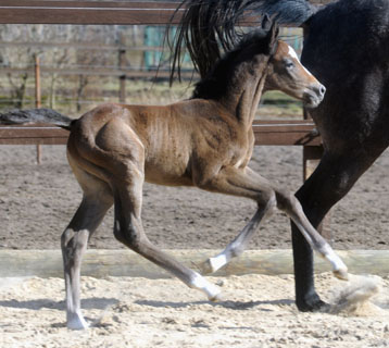 8 Tage alt: Trakehner Hengstfohlen von Saint Cyr u.d. Teatime v. Summertime, Foto: Beate Langels - Trakehner Gestt Hmelschenburg