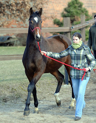 6. Mrz 2011 - Foto: Beate Langels - Trakehner Gestt Hmelschenburg