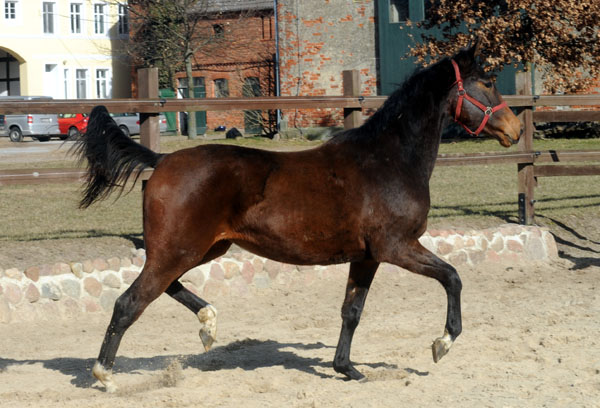 6. Mrz 2011 - Foto: Beate Langels - Trakehner Gestt Hmelschenburg