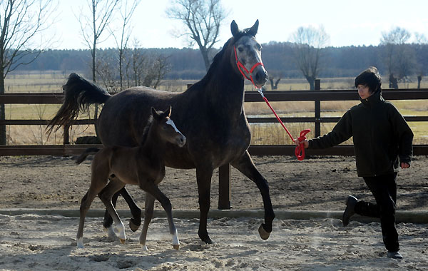 8 Tage alt: Trakehner Hengstfohlen von Saint Cyr u.d. Teatime v. Summertime - vorgefhrt von Richard, Foto: Beate Langels - Trakehner Gestt Hmelschenburg