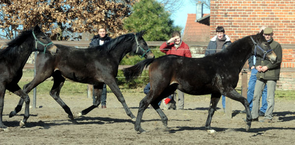 Jhrlingsstuten: Karmencita, Schwalbenmelodie und Stute v. Exclusiv x Guendalina - am 6. Mrz 2011 - Foto: Beate Langels - Trakehner Gestt Hmelschenburg