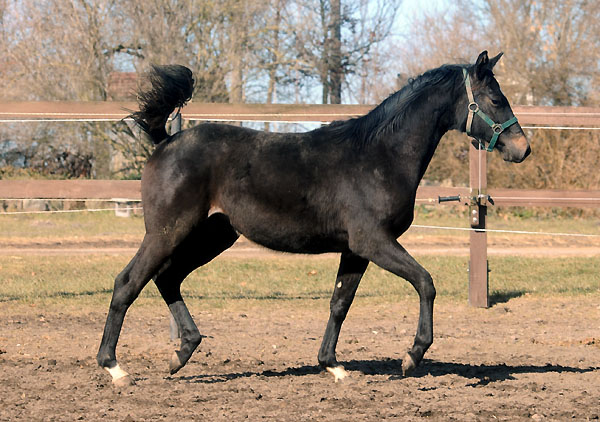 Schwalbenmelodie v. Kostolany u.d. Pr.St. Schwalbenfeder v. Summertime - am 6. Mrz 2011 - Foto: Beate Langels - Trakehner Gestt Hmelschenburg