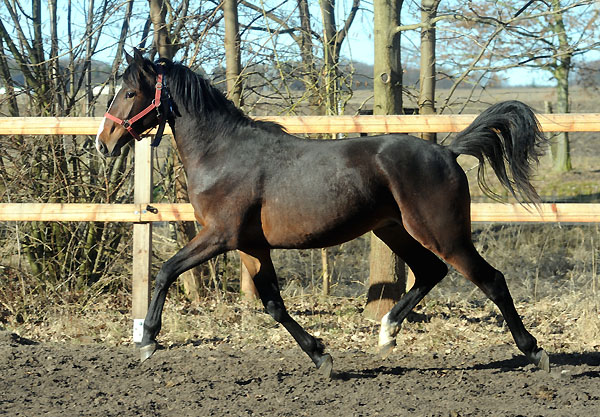 Zweijhriger Hengst von Freudenfest u.d. Pr.u.StPrSt. Grace Note v. Alter Fritz - 6. Mrz 2011 - Foto: Beate Langels - Trakehner Gestt Hmelschenburg