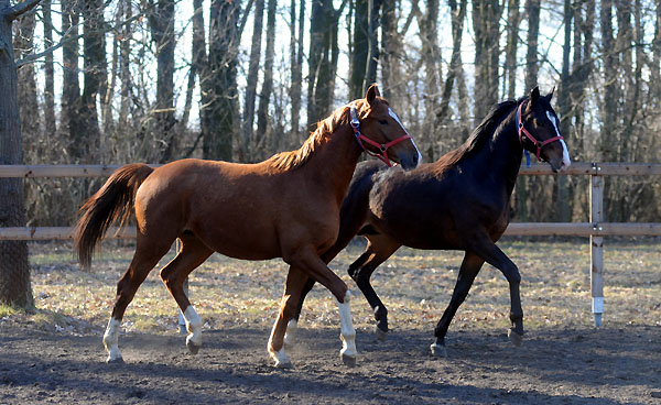 6. Mrz 2011 - Foto: Beate Langels - Trakehner Gestt Hmelschenburg