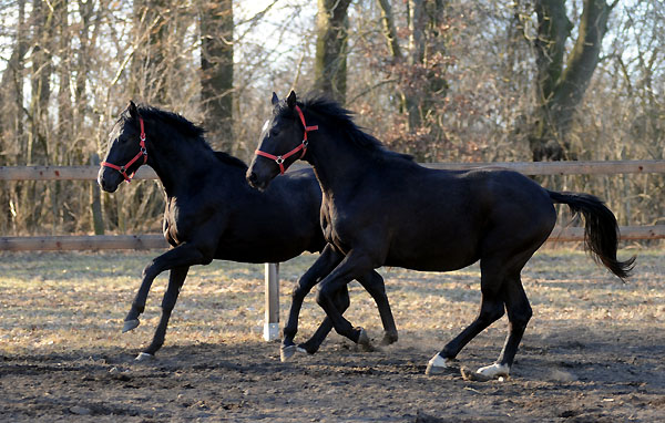 links: 2jhriger Hengst von Exclusiv u.d. Elitestute Pr. u. StPrSt. Sacre Noir v. Kostolany, rechts: 2jhriger Hengst Nachtstern v. Exclusivx Tambour - Foto: Beate Langels - Gestt Schplitz