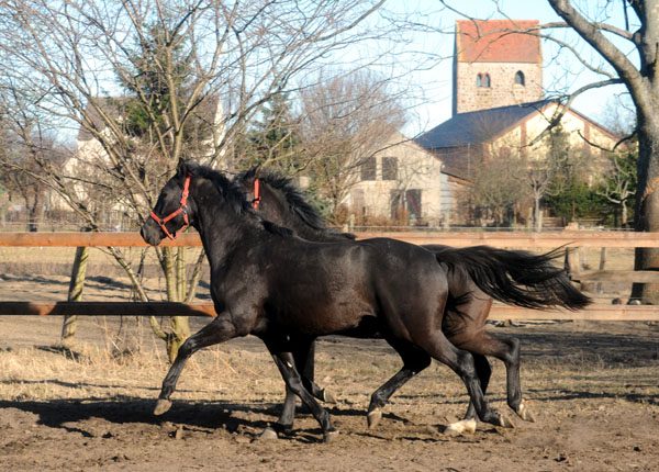 2jhriger Hengst von Exclusiv u.d. Elitestute Sacre Noir v. Kostolany - Foto: Beate Langels - Gestt Schplitz