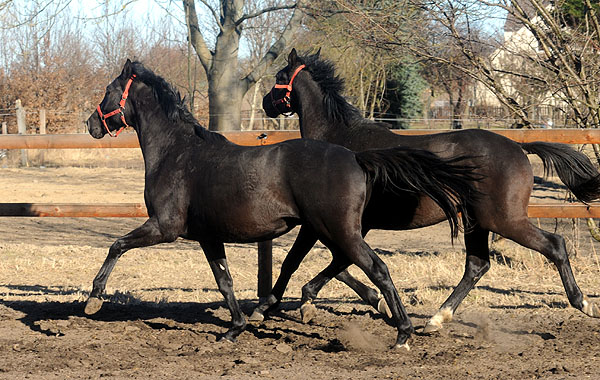 2jhriger Hengst von Exclusiv u.d. Elitestute Sacre Noir v. Kostolany - Foto: Beate Langels - Gestt Schplitz