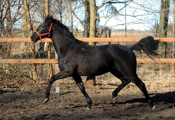 2jhriger Hengst von Exclusiv u.d. Elitestute Pr. u. StPrSt. Sacre Noir v. Kostolany - Foto: Beate Langels - Gestt Schplitz